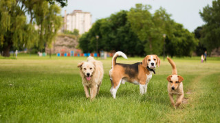 Езикът му виси отпуснато от устата плешиво е с изключение