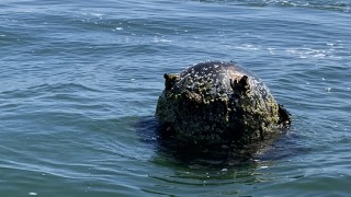 Унищожиха морска мина в Черно море на 2 мили източно