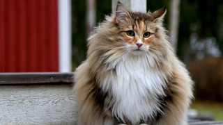 Най-красивите породи котки