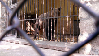 Караджова затвори зоопарка в Кюстендил