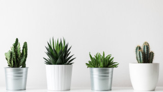 Сукулентите са едно от най добрите решения които можем да вземем