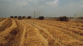 Цената на пшеницата се понижава