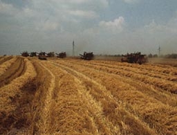 Цената на пшеницата се понижава