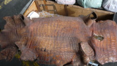 Иззеха крокодилски и змийски кожи в карго пратка от Аржентина на Летище София 