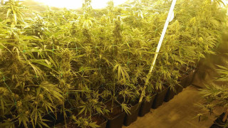 Планът на Германия за легализиране на канабиса е получил зелена