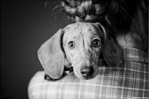 Снимка на дакел взе първа награда във фотоконкурс за домашни любимци
