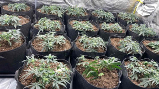 Разбиха наркооранжерия при специализирана операция на МВР Акцията се е