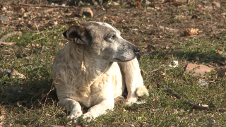 За масово отравяне на бездомни кучета Велинград съобщава bTV По