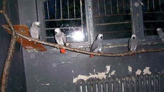 107 папагала Жако спасиха митничари