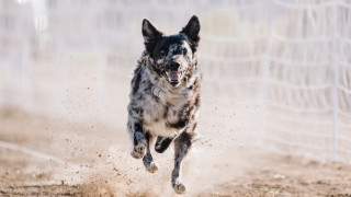 От миниатюрни пухкави топки до внушителни и мускулести пазачи