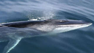 Япония прекратява програмата за лов на китове в Антарктика
