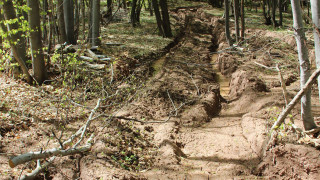 Няма незаконно изсичане на държавен горски фонд в Община Сандански