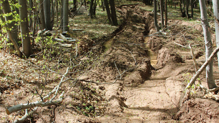 Няма незаконно изсичане на държавен горски фонд в Община Сандански.
