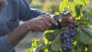 Гърция въведе по строги правила за чуждестранните сезонни работници след скока
