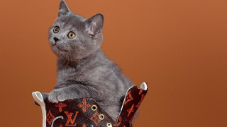 Когато котките превземат Louis Vuitton