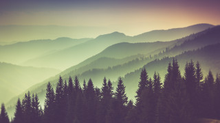 Германски учени установиха че да живееш в близост до гора