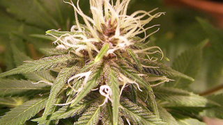 Забраняват на холандските полицаи да пушат трева