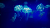 Медузи превземат Южното Черноморие