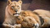  Лъвовете Хуберт и Калиса, зоопаркът в Лос Анджелис и историята на двамата му жители 