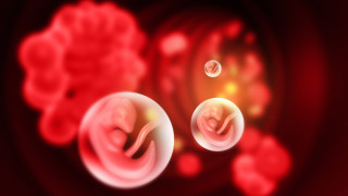 Не е тайна че хиляди лаборатории по света използват фетални