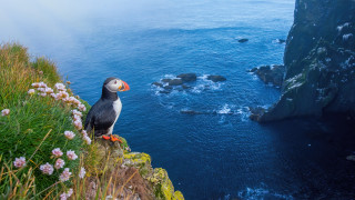 Сезонът на пуфините се завръща в Исландия а с него идва едно странно
