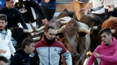 55-годишен почина, прободен на фестивал за бягане с бикове в Испания