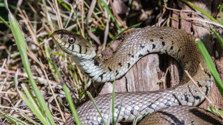 Нашествие на змии в Смолянско