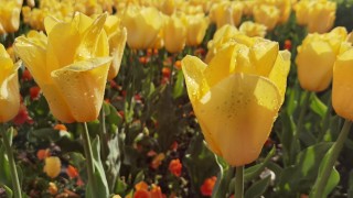 До края на нощта ще бъде ясно Вятърът в Източна