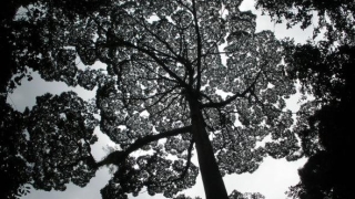 На о. Борнео откриха най-високите тропически дървета на планетата