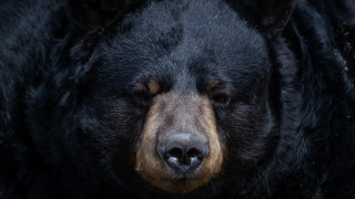 Малко преди Деня на благодарността Кейлъб Бенъм прави обичайното за един