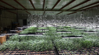 Разбиха оранжерия за марихуана до Търговище