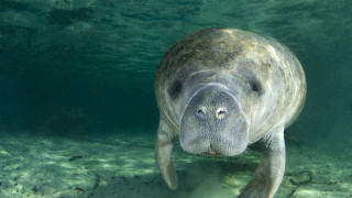 Американските власти за дивата природа започнаха разследване след откриването на
