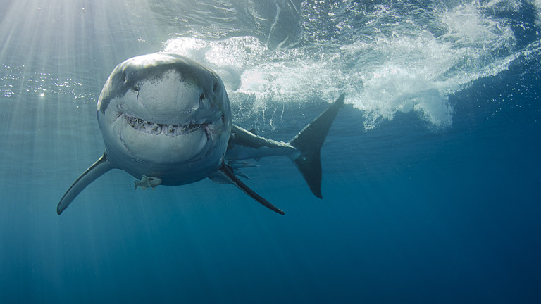 Наркотикът, който акулите откриват във водата