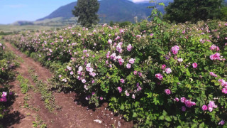 Сдружение Българска розова долина е поискало от Министерството на труда