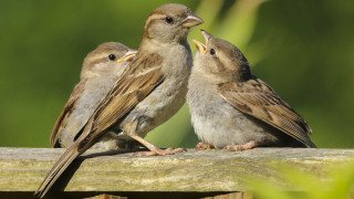 Защо изчезват врабчетата