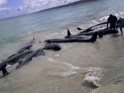 80 кита и делфина излязоха на западните австралийски плажове