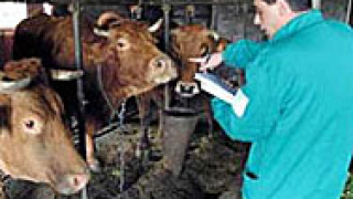 7 пъти по-малко млекопроизводители в шуменско със субсидии