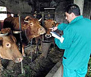 ЕК прие допълнителни мерки за нашите и румънски земеделски продукти