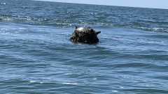 Морска мина е забелязана край нос Емине?