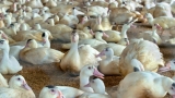  Умъртвиха 6 хиляди патици поради птичи грип в Ямболско 