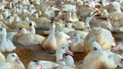 Птичи грип удари ферма за патици във Ветрен
