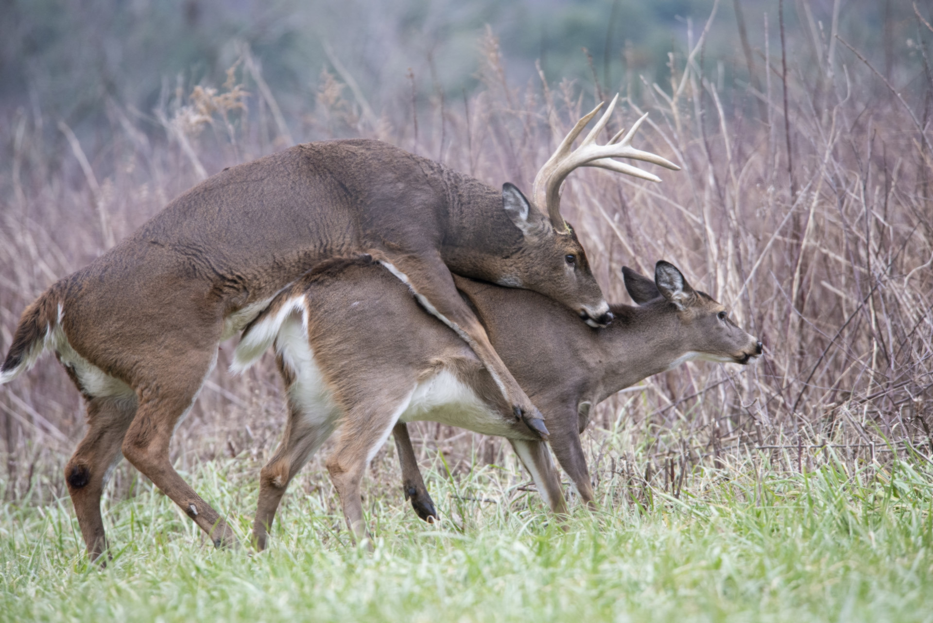 Лондонски музей показва секс между животни