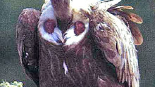 ЧЕЗ изолира 14 опасни стълбове заради смъртта на лешояди в Монтанско