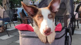  Кучето неработоспособен Хоп, което на инат на рекомендациите за евтаназия съумя да откри своите осиновители 