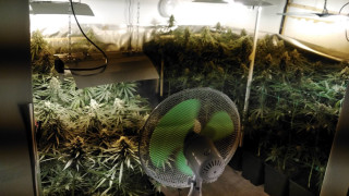 Полицията разби наркооранжерия край Враца