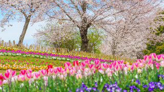 Любителите на цветята в Япония ще трябва да изчакат до
