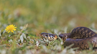 Змии плъзнаха из парковете в столицата съобщава bTV Експертите уверяват