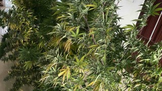 Мобилна лаборатория за производство на синтетични наркотици и мини ферма за