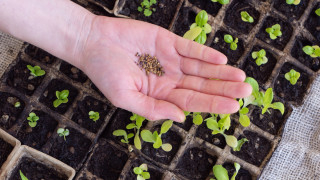 Всеки любител градинар вече планира какво ще засади в градината