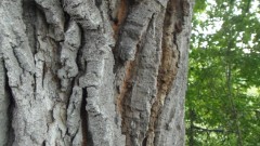 Министър Личев спря отсичането на вековно дърво на 300 години